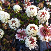 Clover like flowers